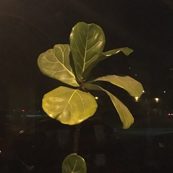 Meet your Posher, Robin - Picture 1 of 1